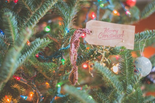 Choosing the Perfect Christmas Trees
